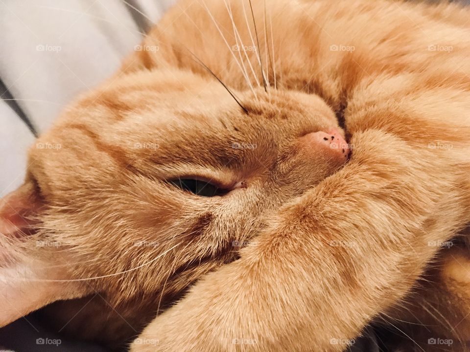 Adorable orange ginger kitty snuggled up 