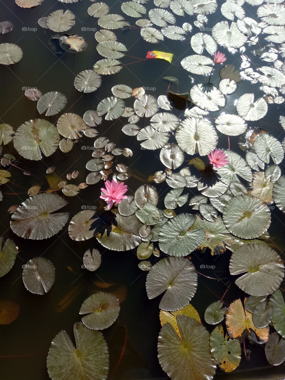 Flower and leaf in lake
