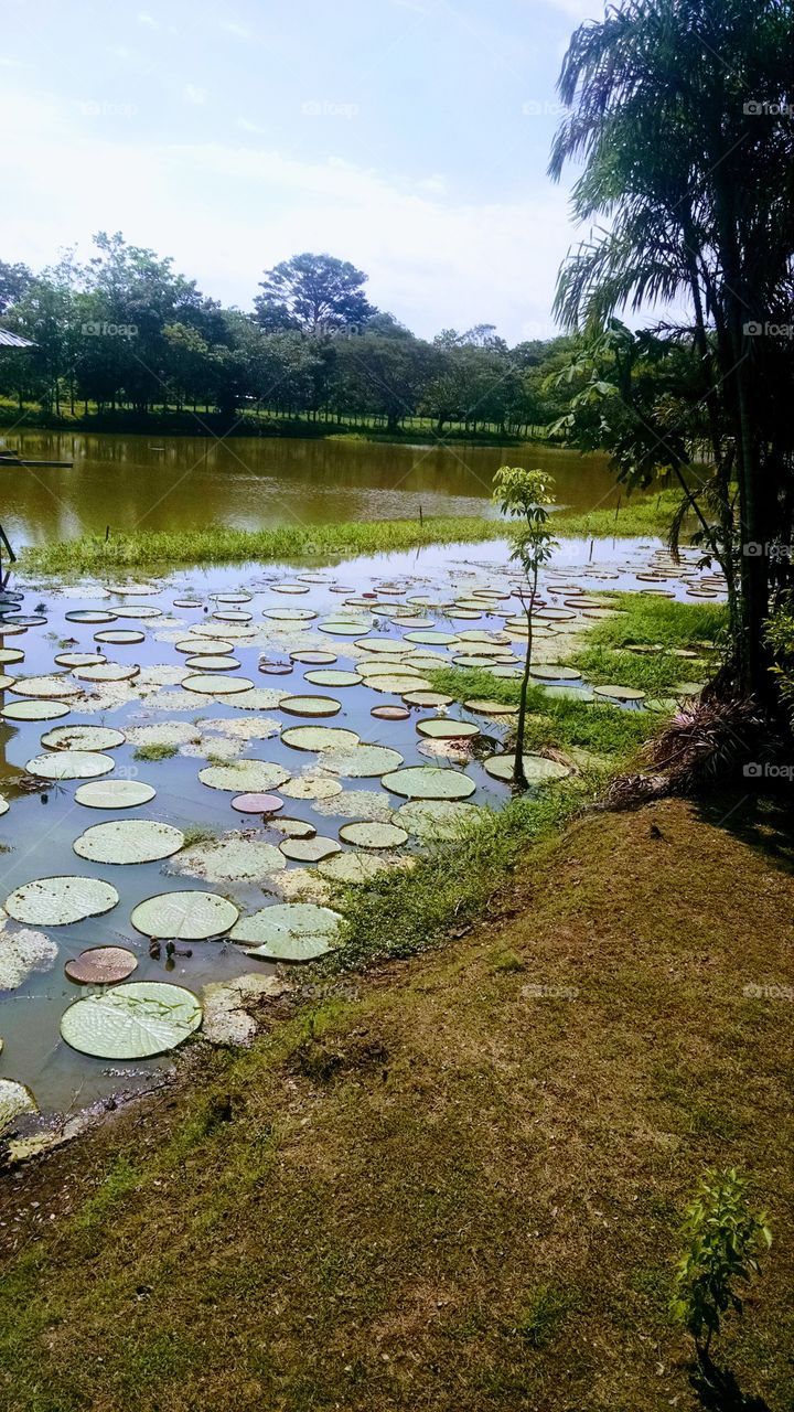 amazon river lotus