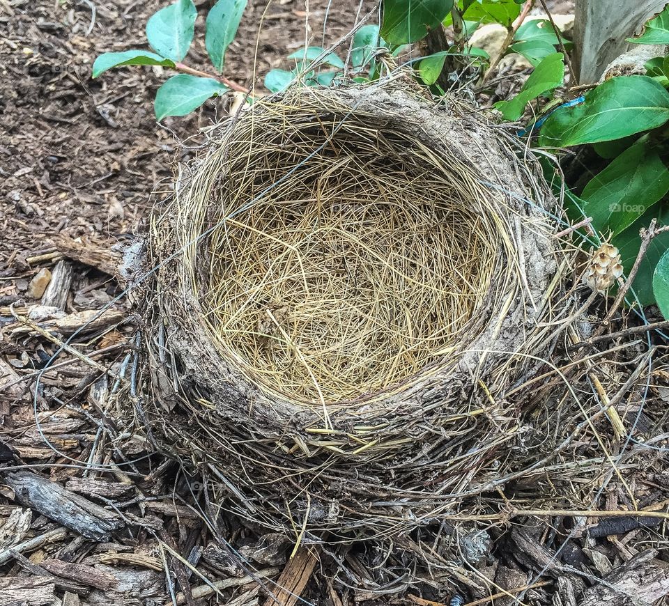 Empty bird nest