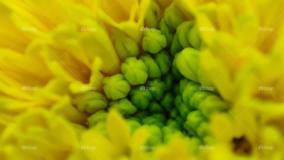 Beautiful yellow flower with a triangle shape inside