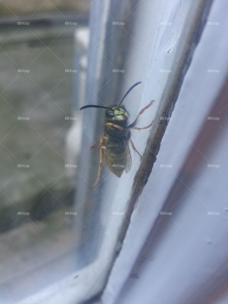 hornet looking in the window!