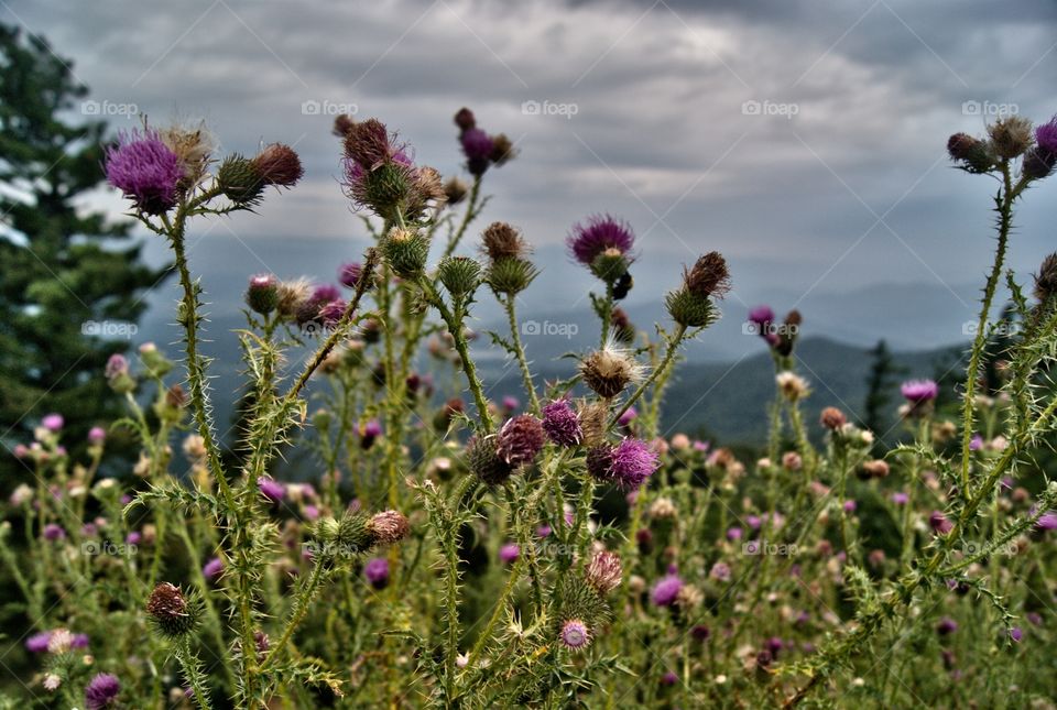 Thistle on Mountainside. Thistle plant with flowers in Blue Ridge Mountains, Virginia