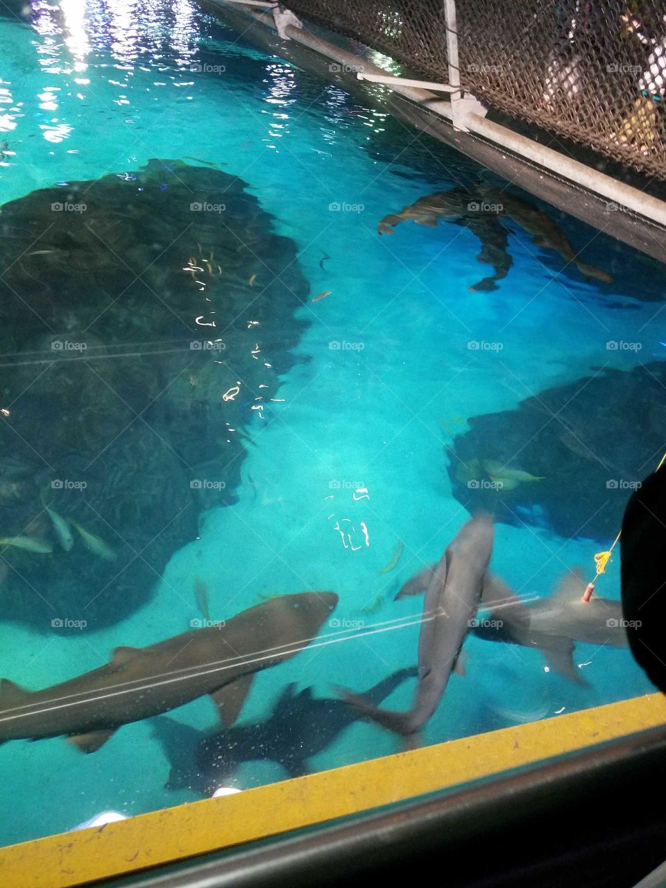 Sharks!