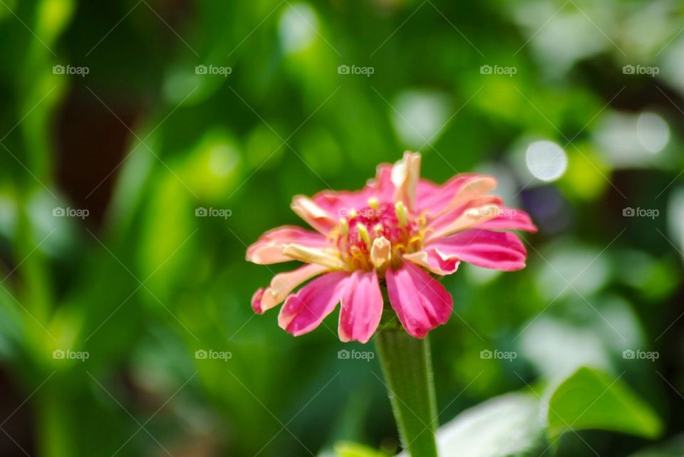 Petals Opening into the Blurred Unknown