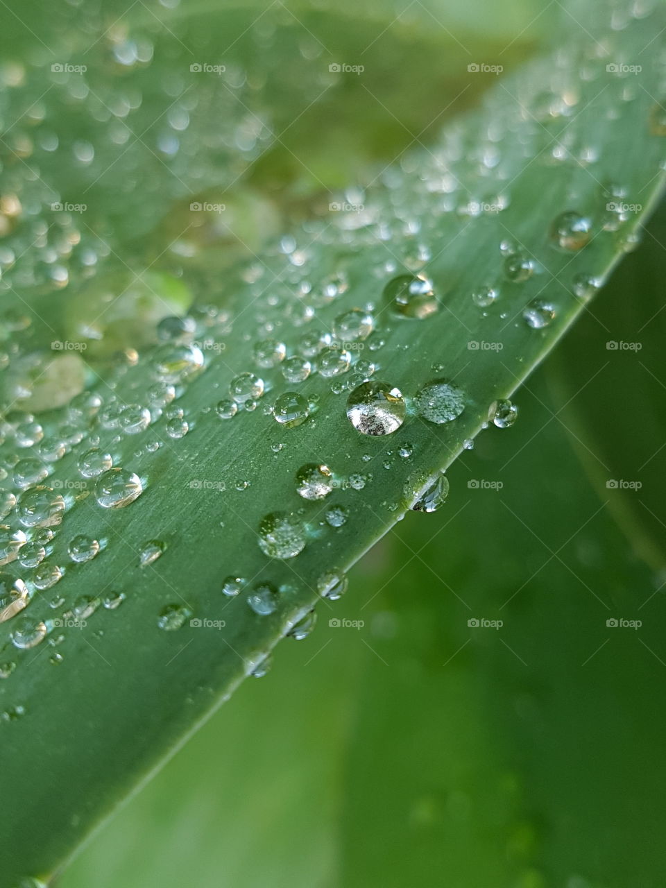 dew droplets. water droplets