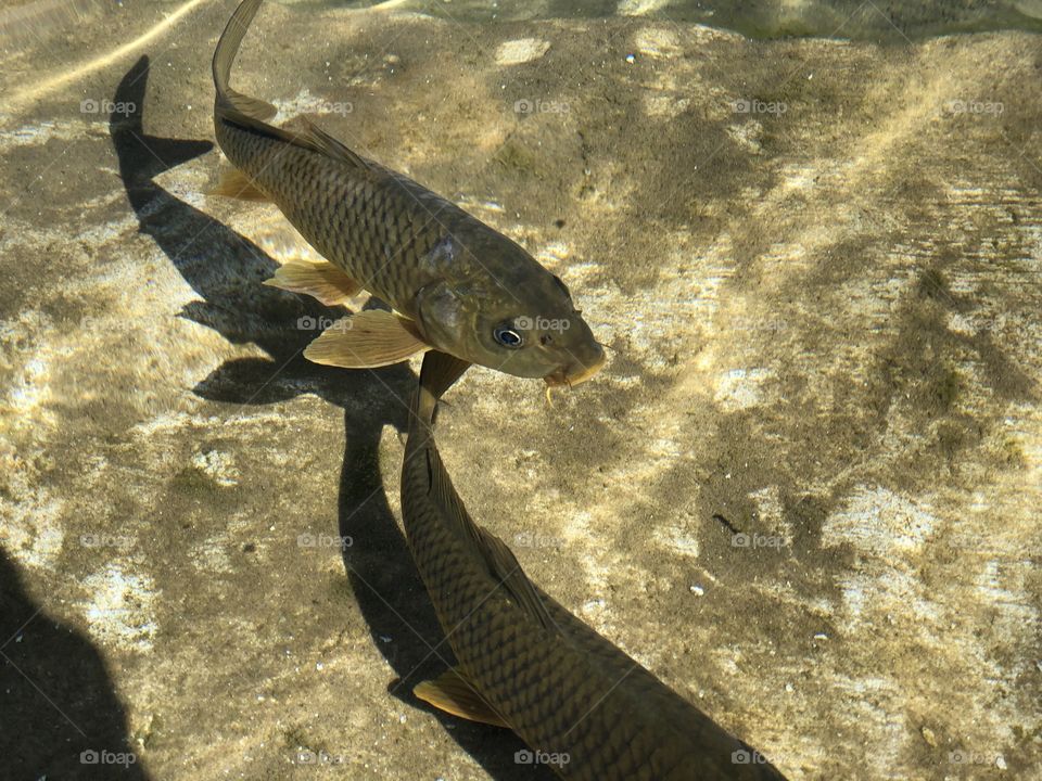 Fish in fresh water 