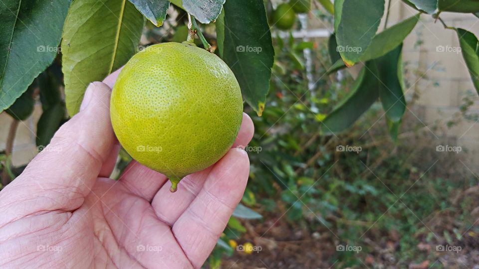Right Hand Of A Gardener Holds A Green Lemon Still Ripening On The Tree.