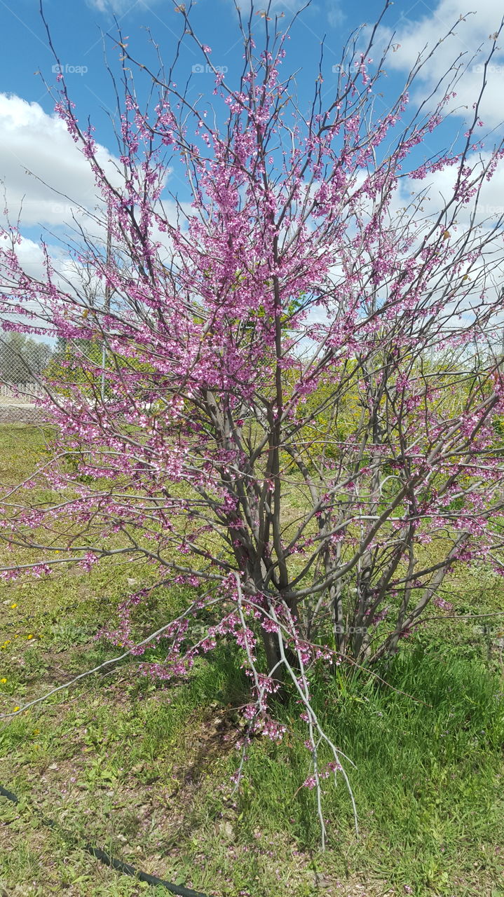 purple tree