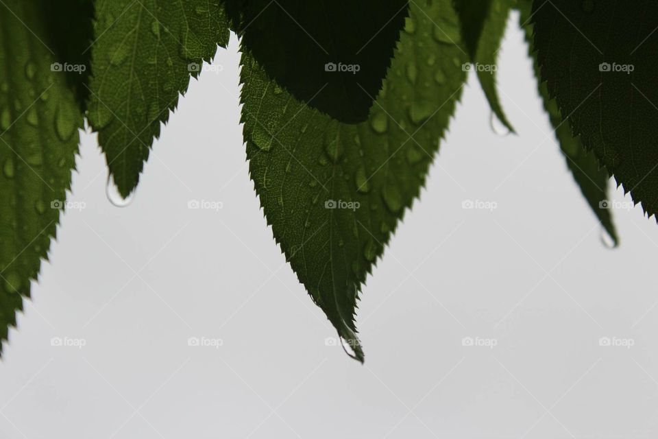 Leaf Droplets 