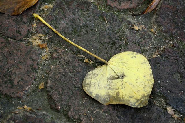 Leaf fallen