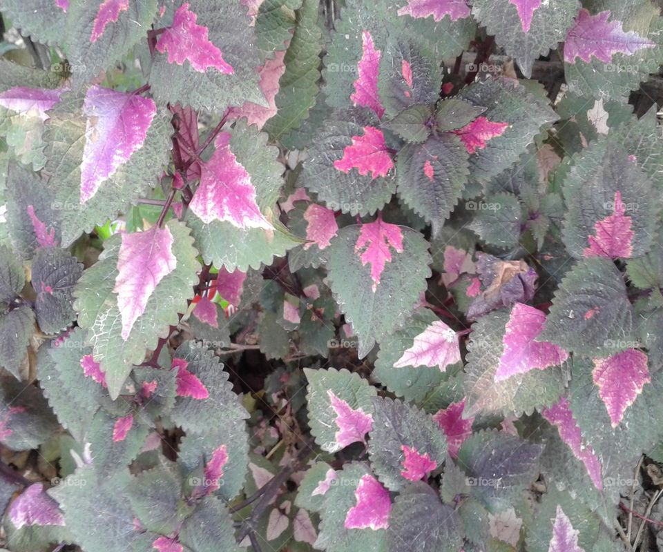 Decorative pink green and white flower leaves
