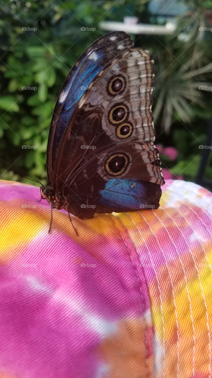 butterfly friends