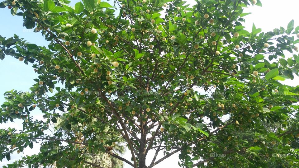 a beautiful fruits tree in the garden.