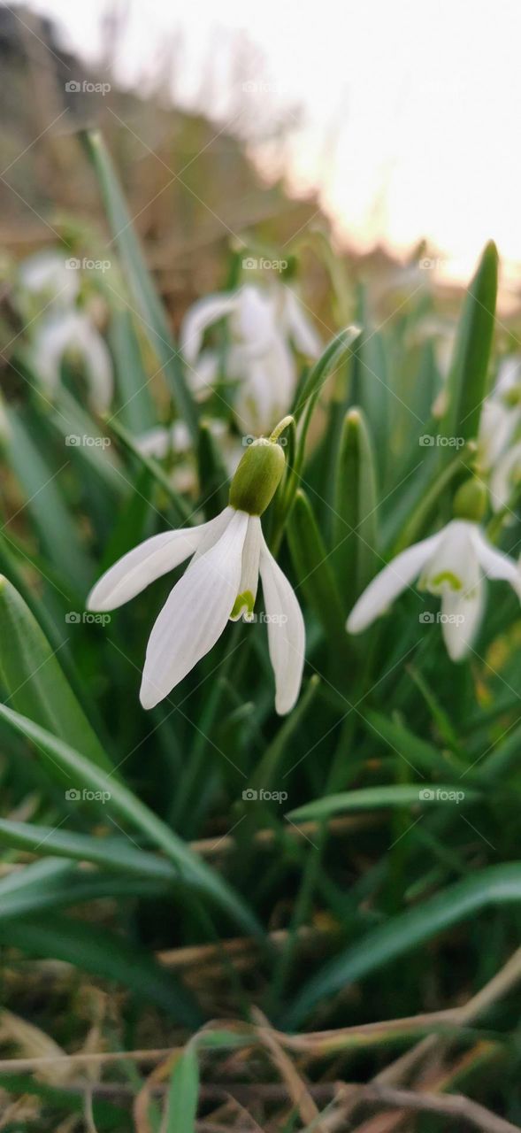 Macro snowdrop