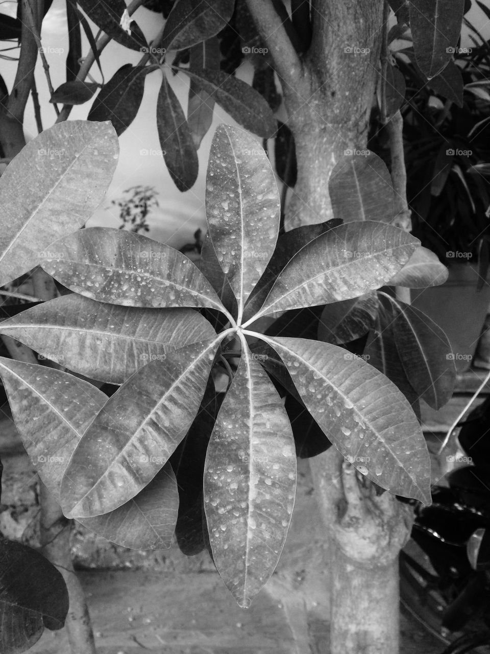 Floral leaf type inflower