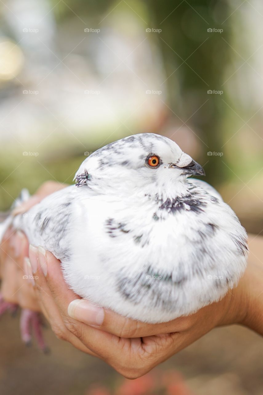 Bird, Nature, Wildlife, Outdoors, No Person