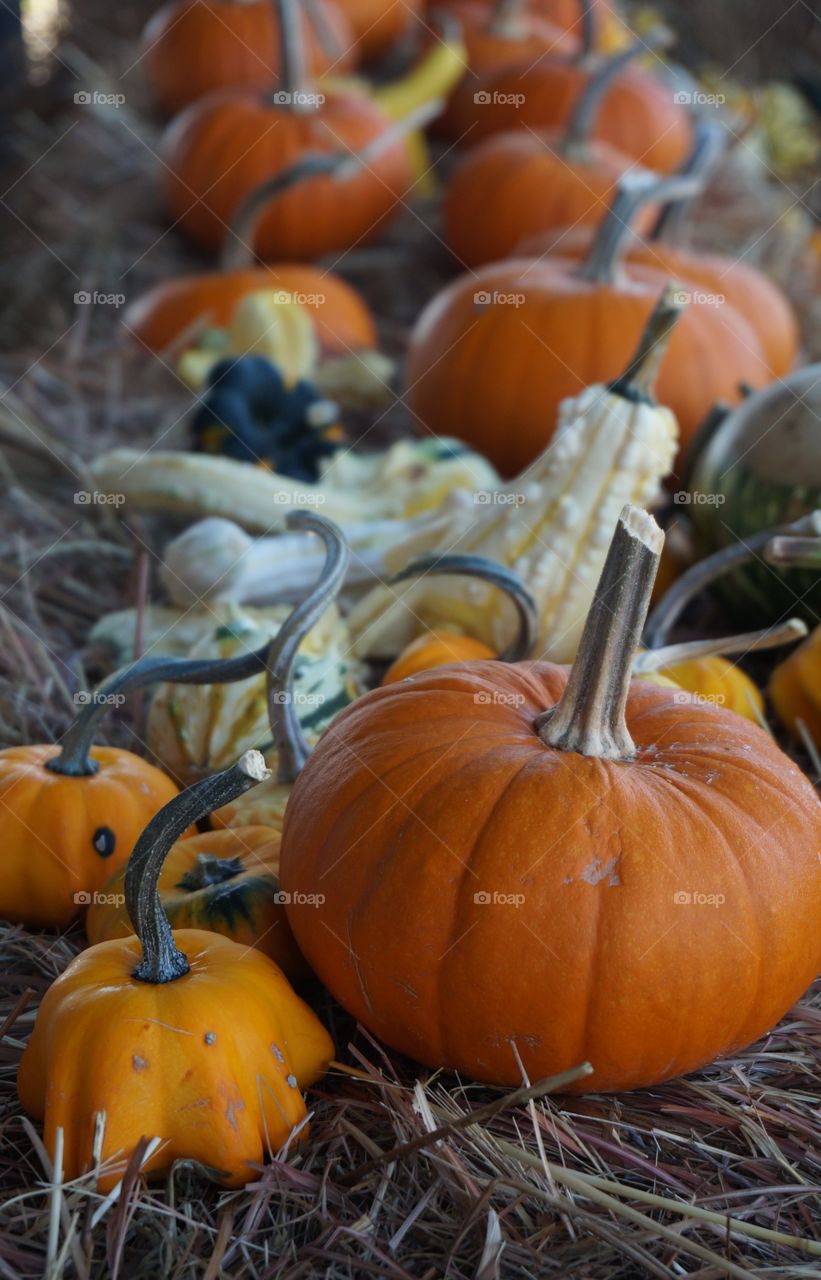 Pumpkins on hay