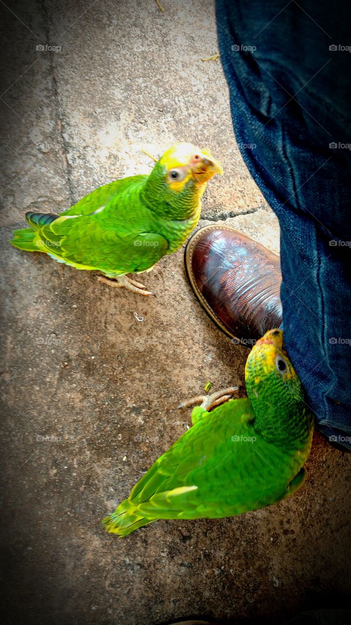Filhotes de papagaios.