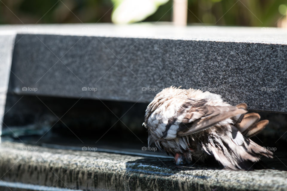 Bird, Outdoors, Nature, No Person, Feather