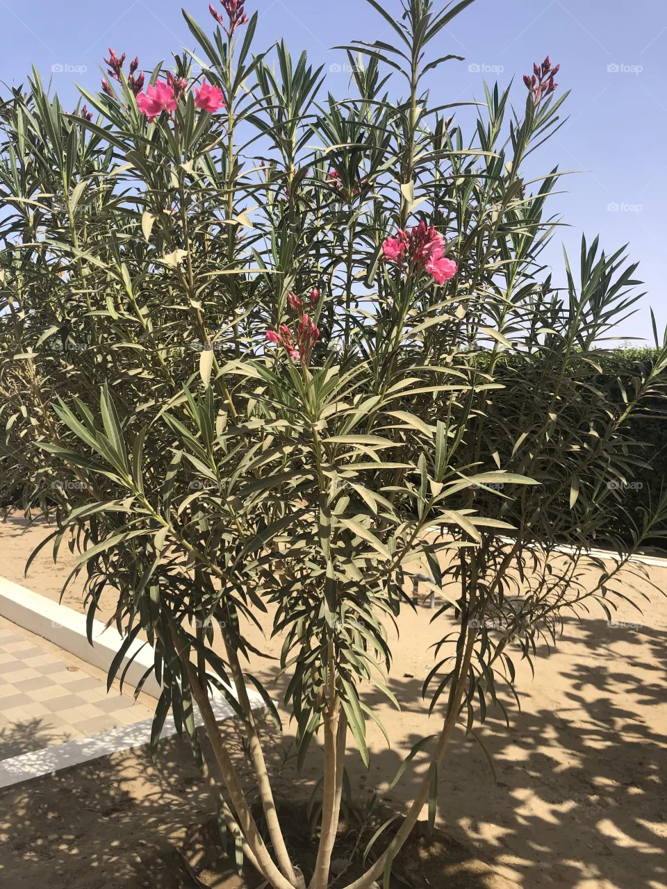 Plants 