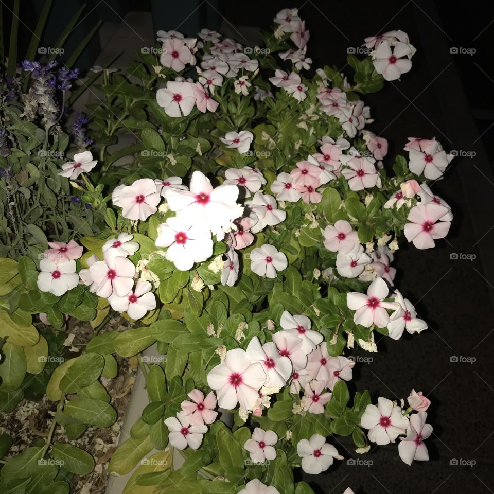 Beautiful flowers at night. An impressive sight they truly are.