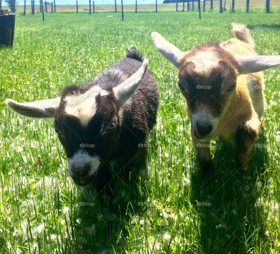 Goat buddies