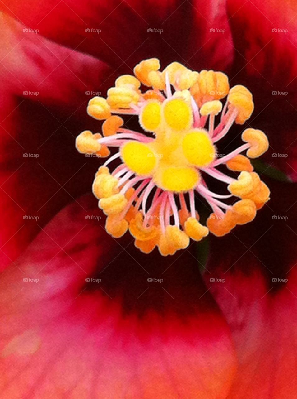 Hibiscus close up