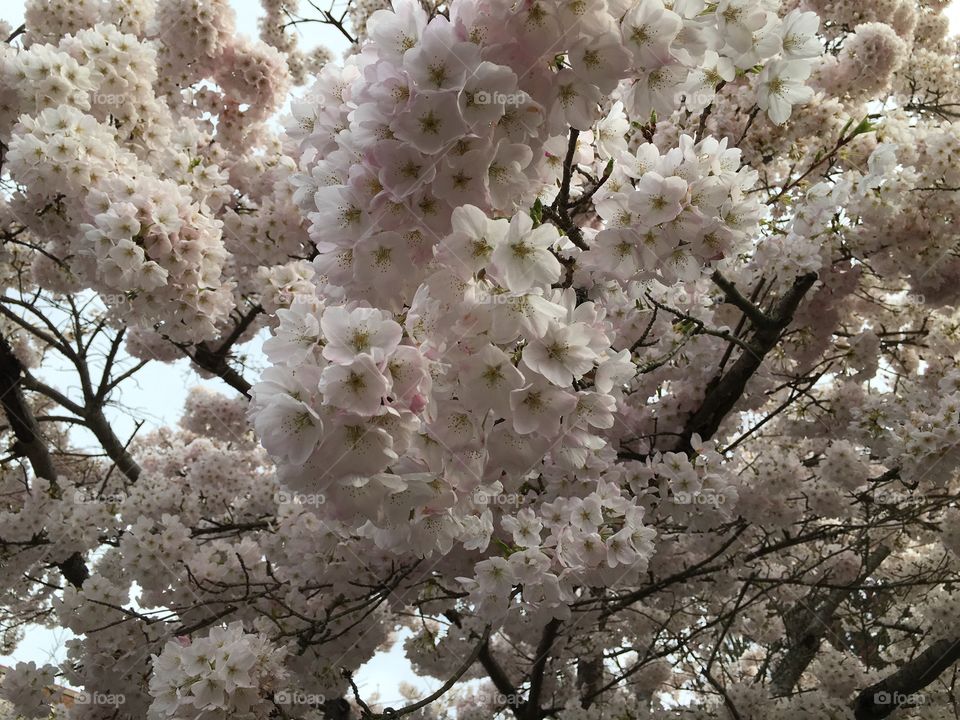 More cherry blossoms