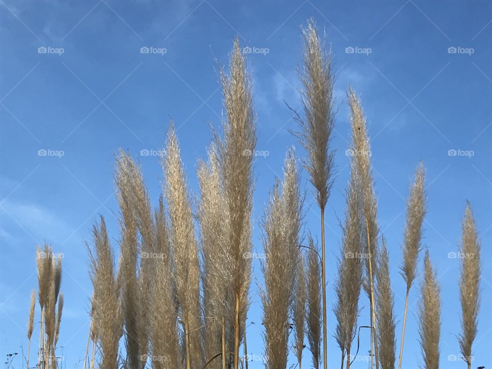 Pampas grass sky