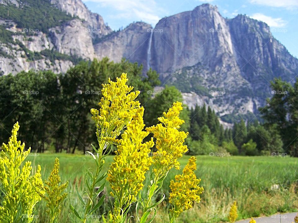 Yellow Flowers against the backdrop of Yosemite National Park