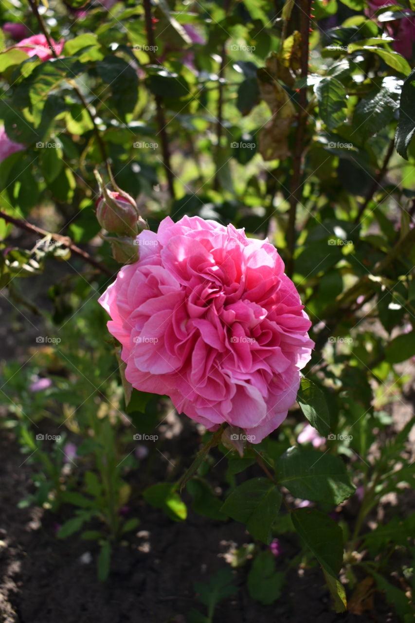 Rose Shrub in bloom