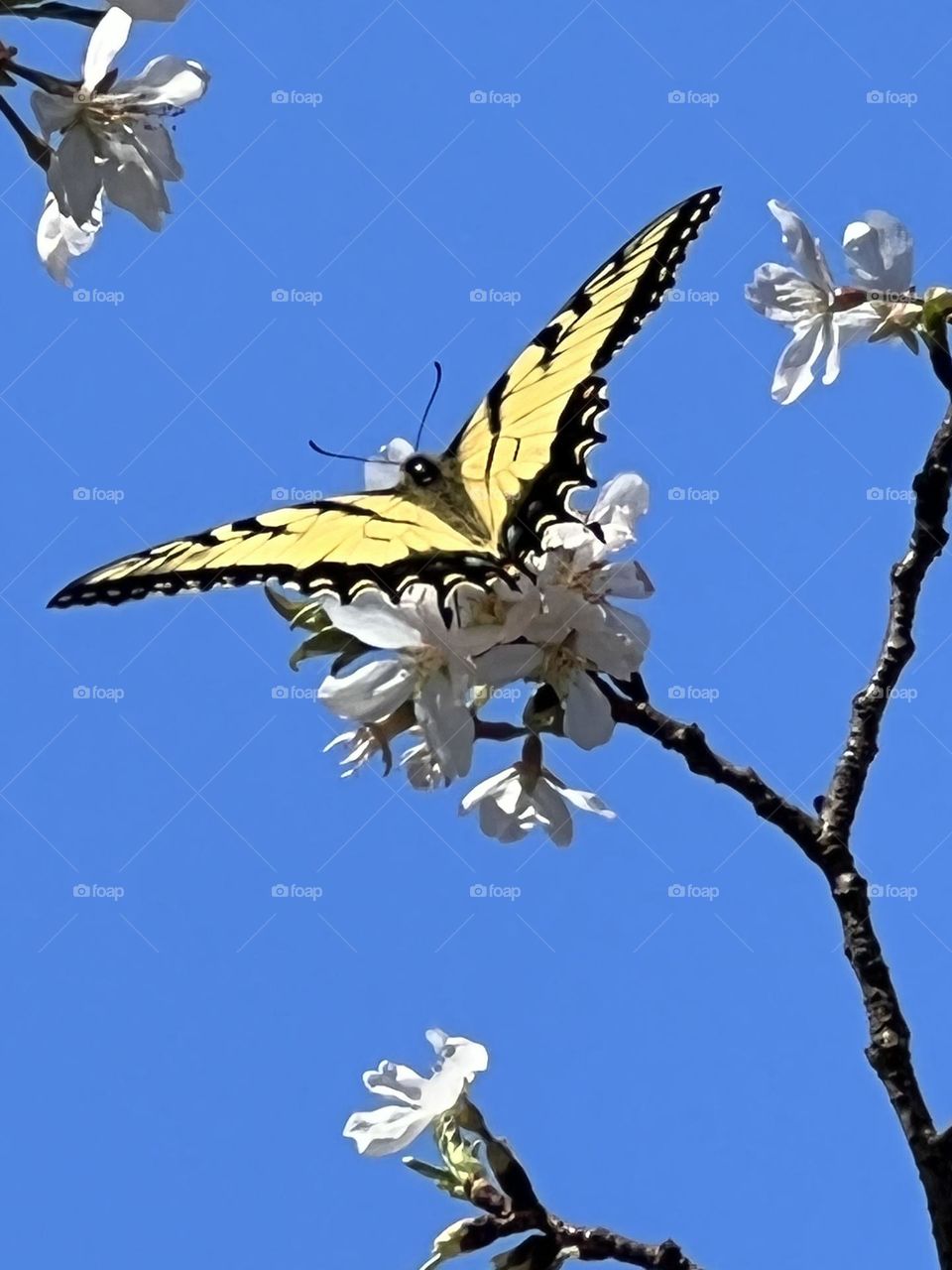 Tiger Swallowtail on Cherry Blossom Bloom