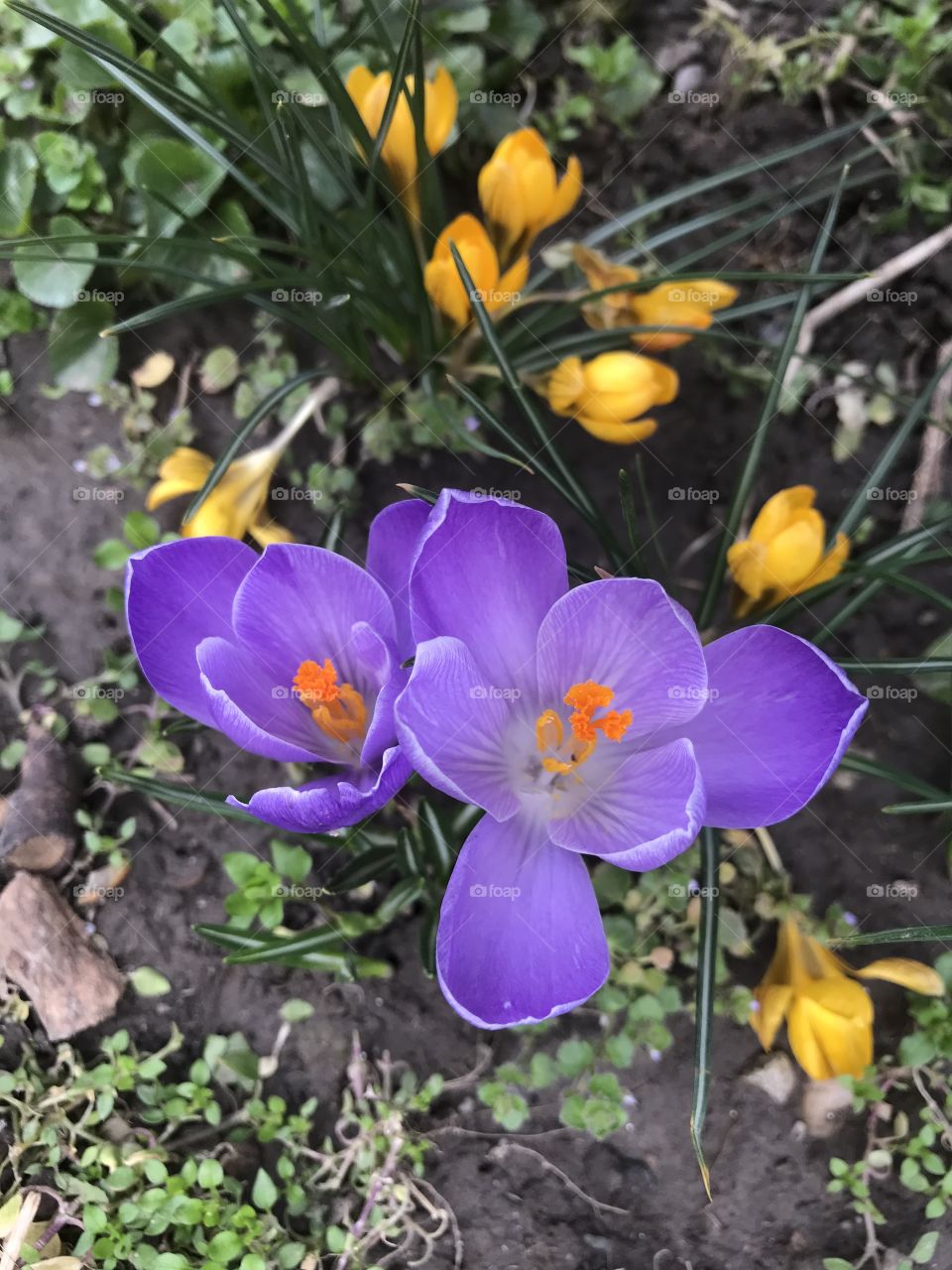 Two purple crocus flowers beside little yellow flowers in the spring time. It is spring flower. Purple flowers in pair.