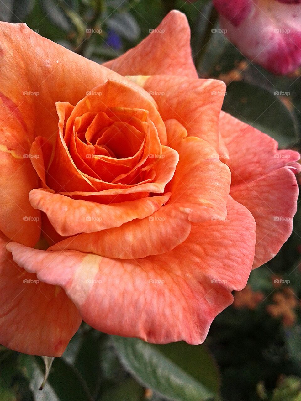 Summer heat. Hot color for a rose.