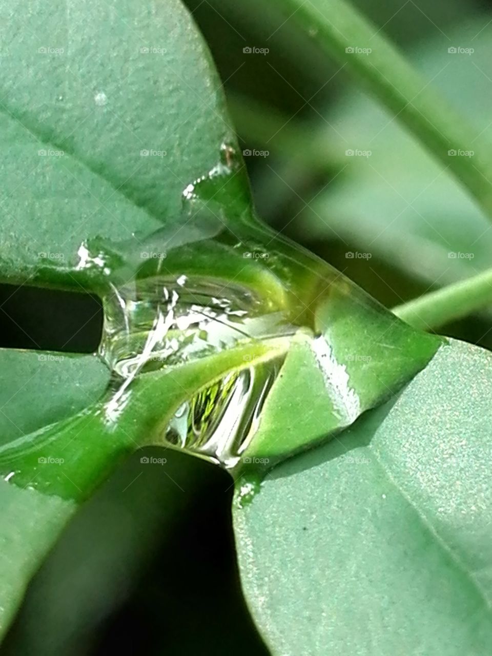 Raindrop on leaf