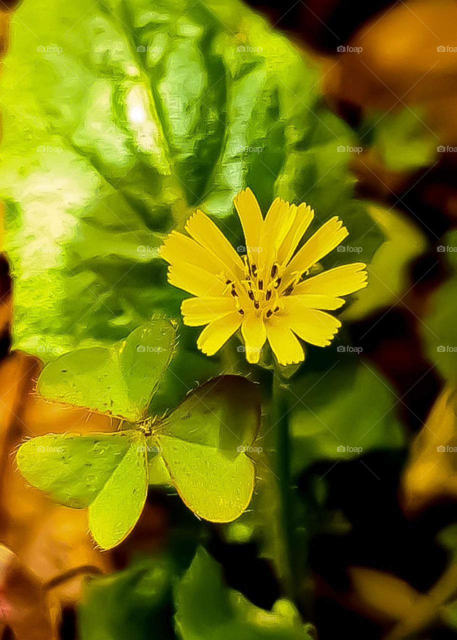 The rain stopped, the sun smiled and I still find beautiful flowers in my garden.
A chuva cessou, o sol sorriu e continuo encontrando flores Lindas no meu jardim.