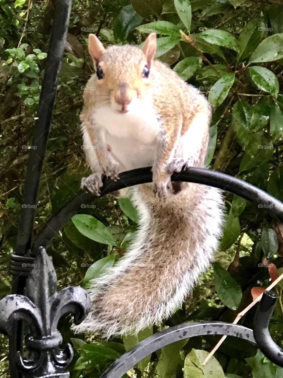 Helloooo Mr squirrel 