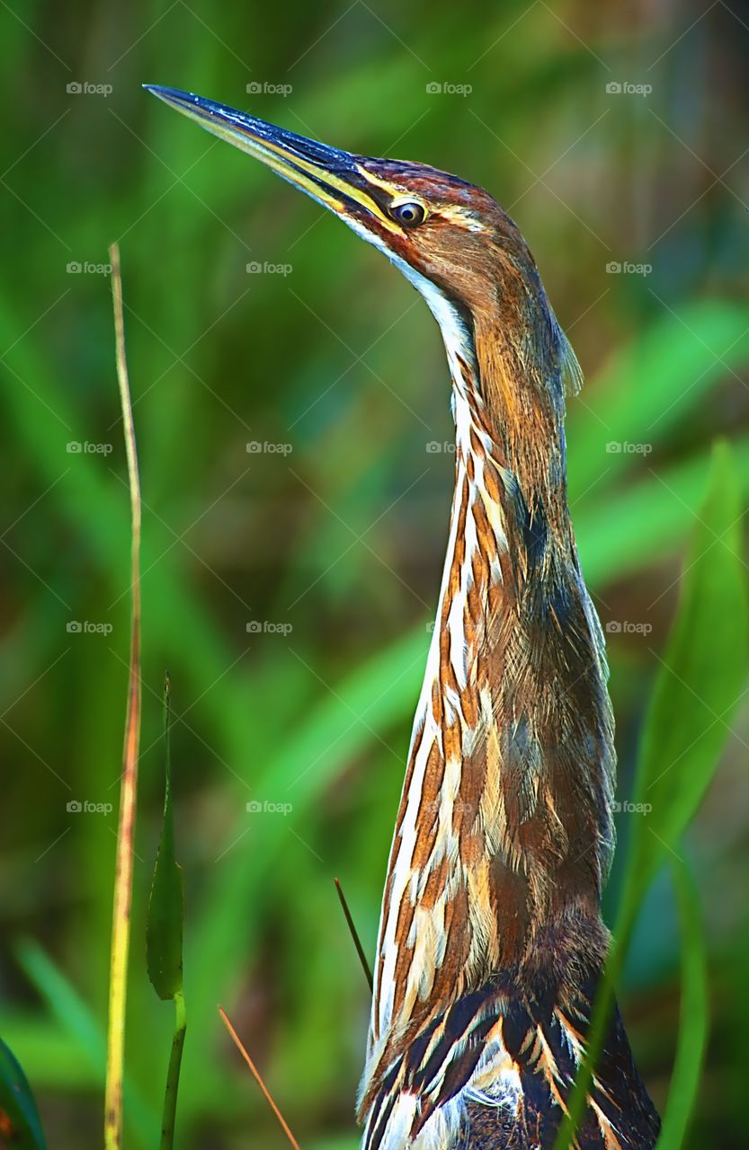 Once Bittern, twice shy. The elusive Bittern, which is now endangered in many areas.