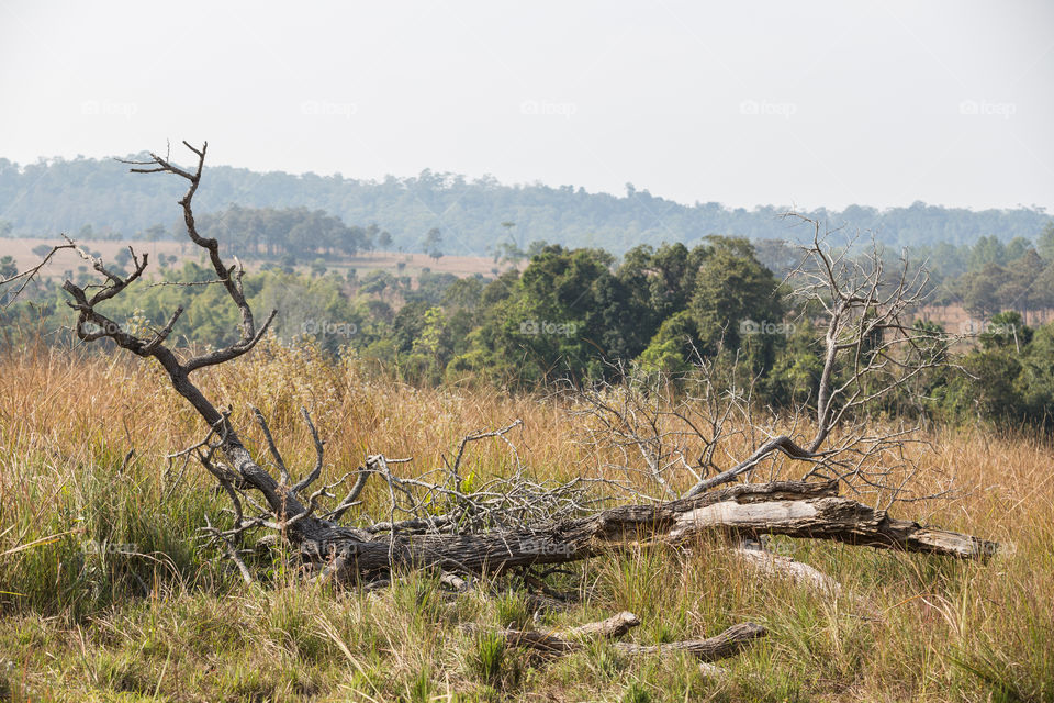 Wasteful land in the field with dead tree
