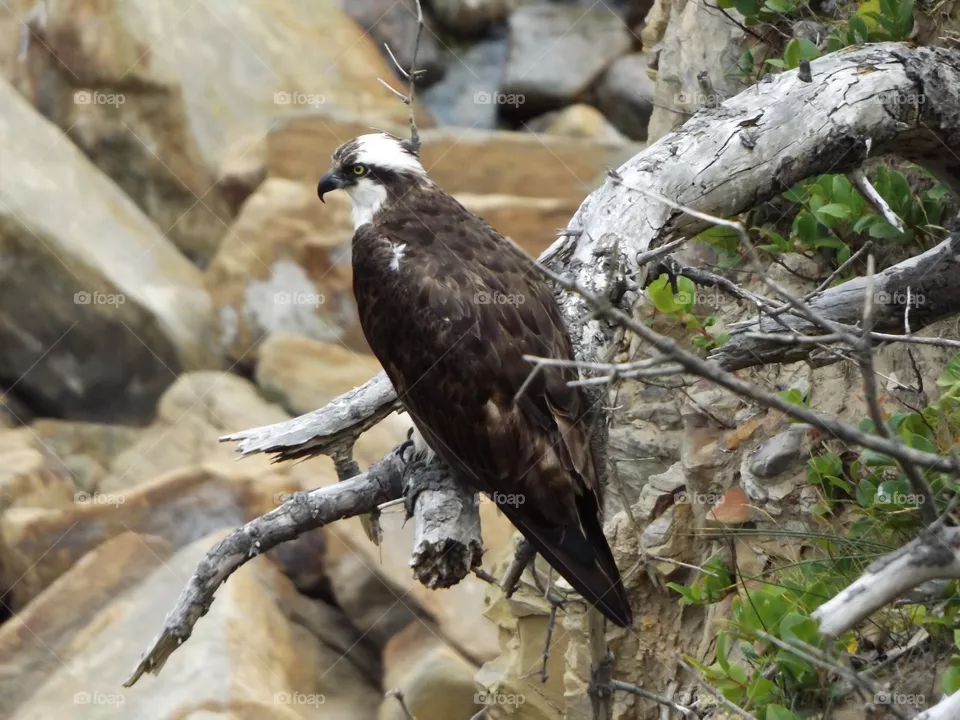 Osprey 