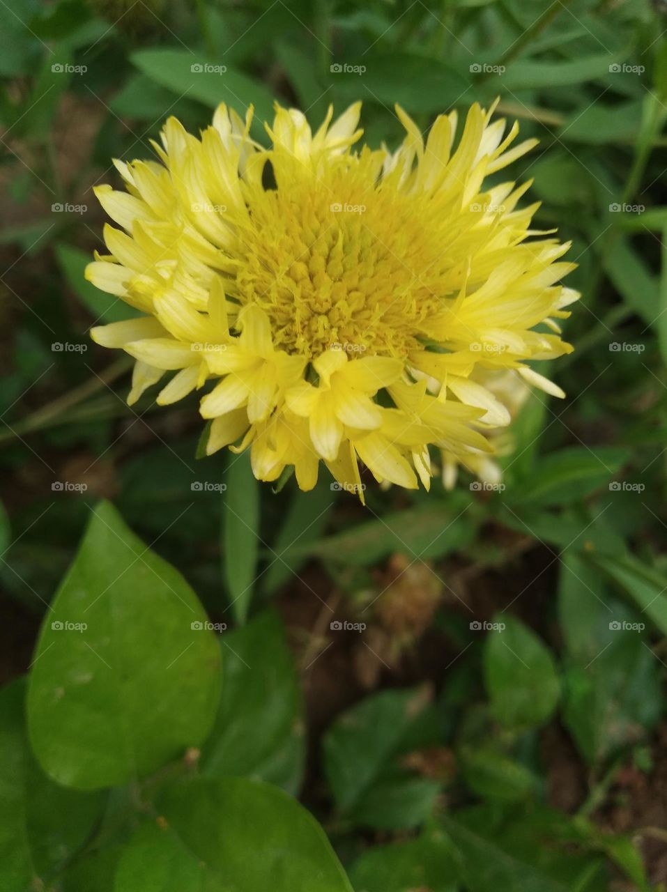 marigold yellow flower seasonal fresh shurb small size looks very beautiful generally found