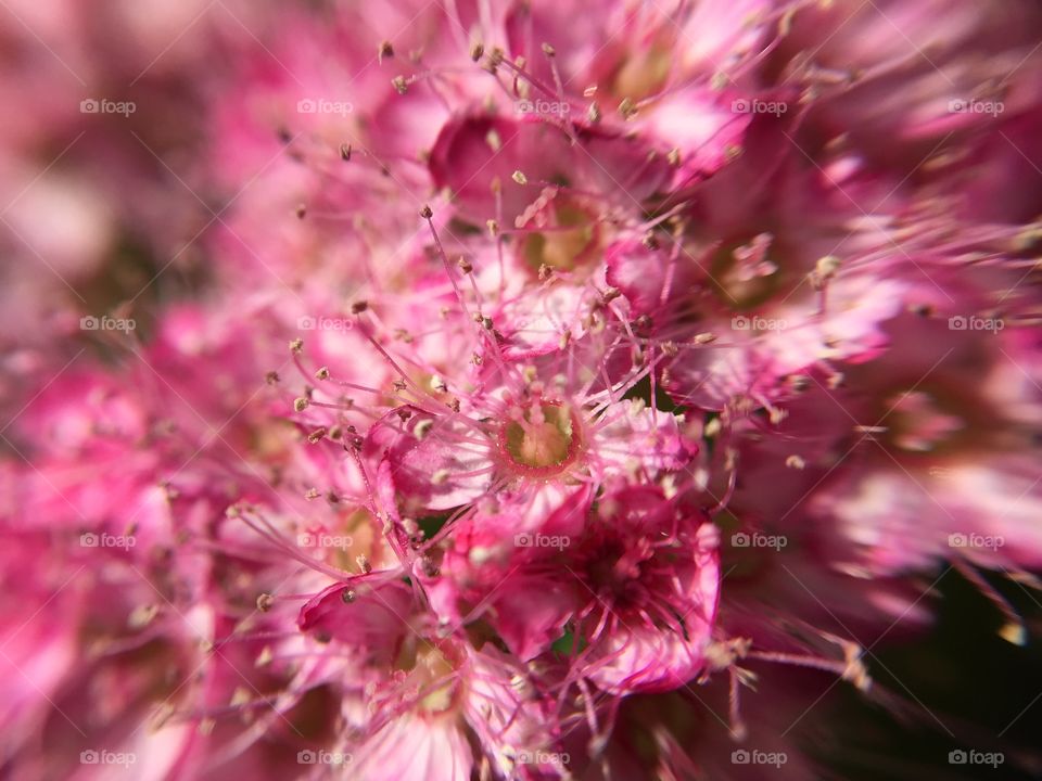 Closeup of flowers