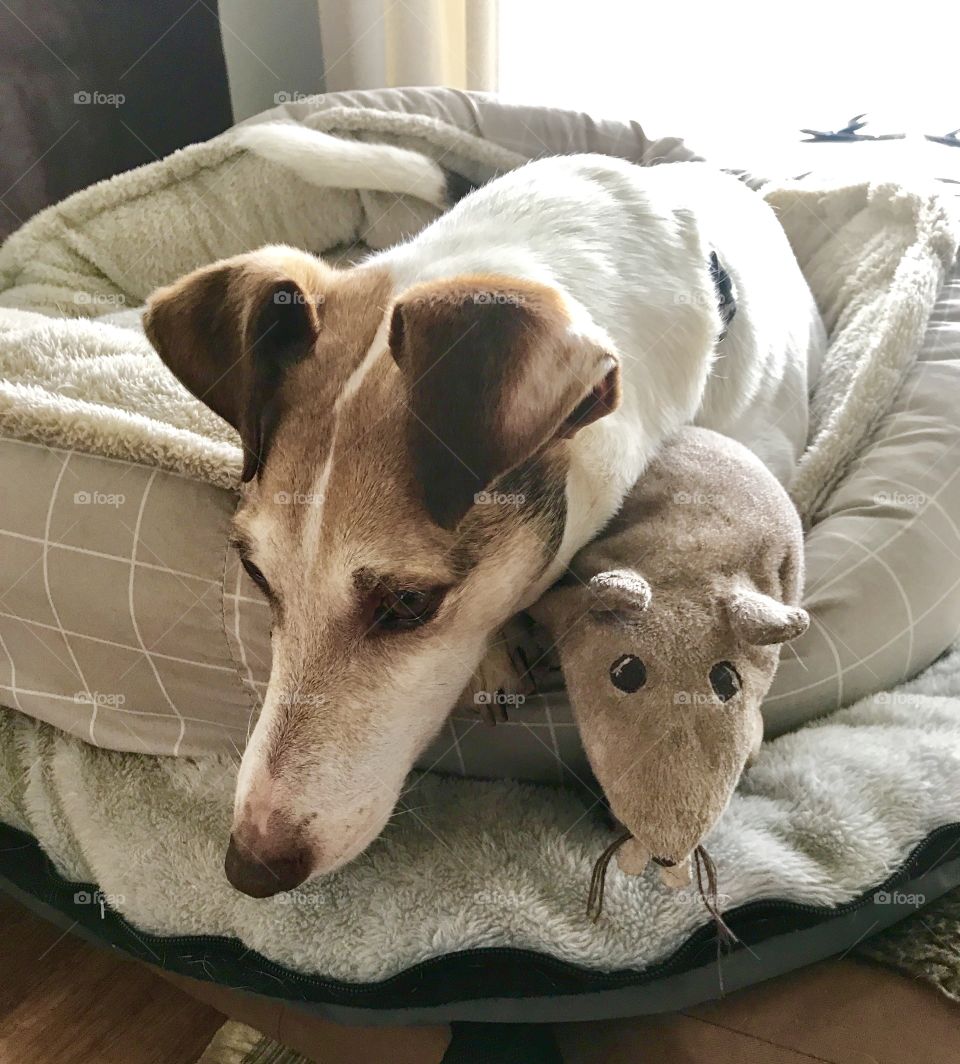 Gus the loveable family Fox Terrier 