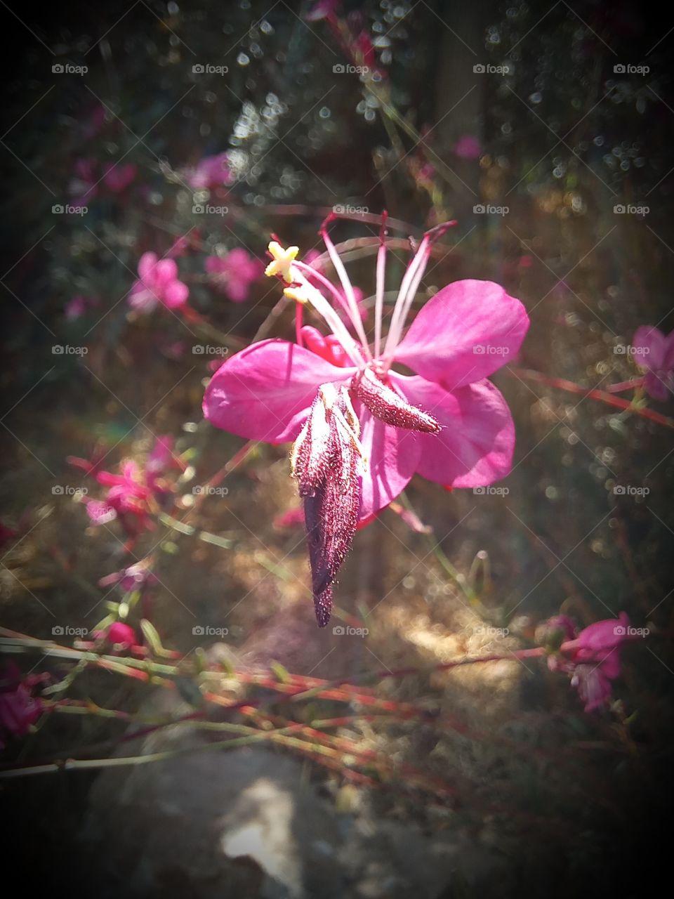 pink and gently flowers