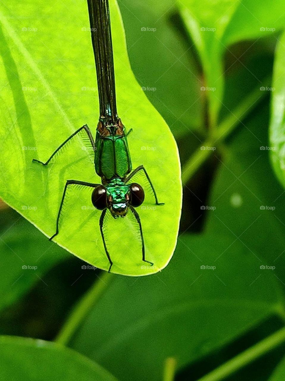 Damselfly is on the leaf 🍃