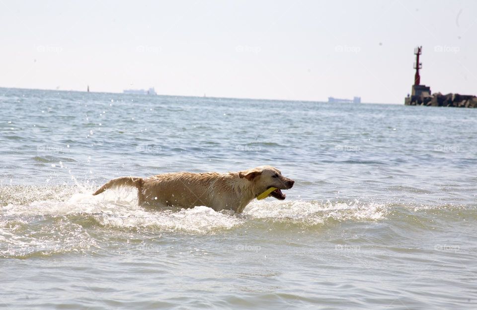 Собака играет в море любимой игрушкой 