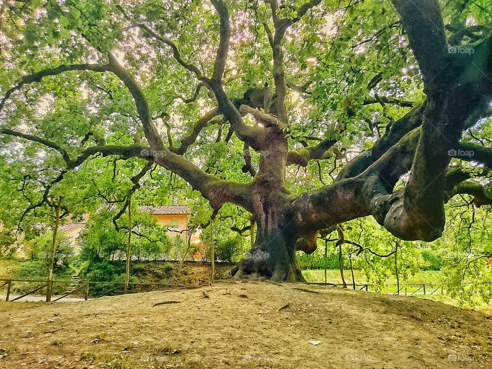 tree of pinocchio