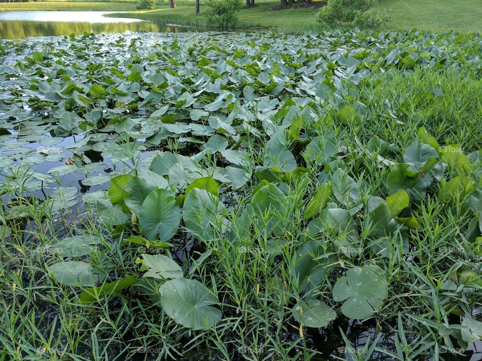 Lily pad pond