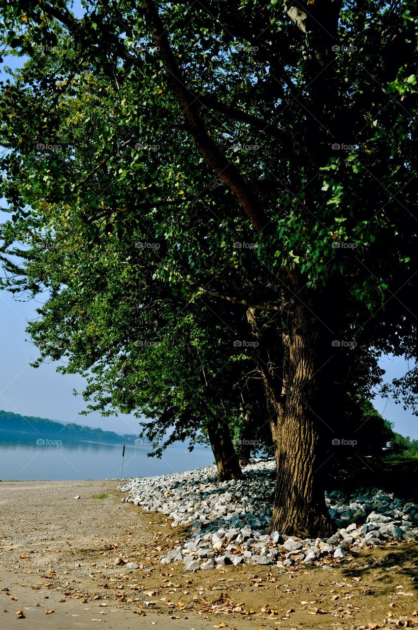 Tree on bank